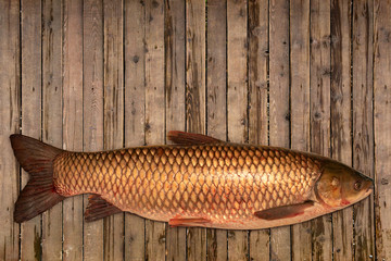 Fish white carp lying on the table. Fresh fish