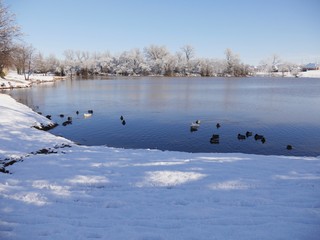 Ducks standing and swimming on the side of a pond on a snowy day