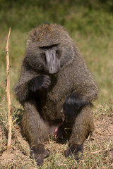 Male Baboon with stick in mouth