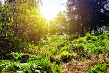 Fototapety na wymiar - Fototapeta24.pl