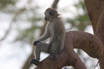 Little monkey in Kenya, Macaque
