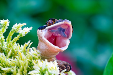cyrtodactylus irianjayaensis, irian lizard on the branch