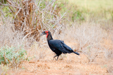 Bird roaming on savannah in Kenya.