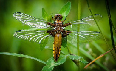 dragonfly on leaf