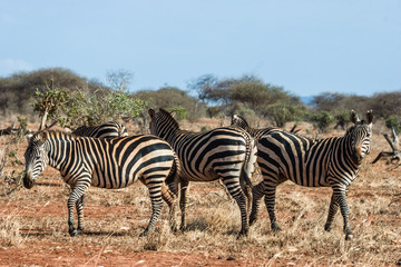 Naklejka na ściany i meble Zebras in their natural habitat in East Africa (Kenya)