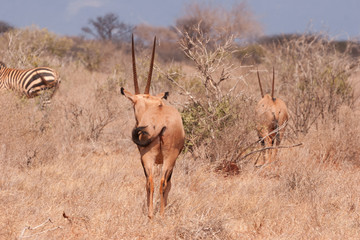 Animals in national park in Kenya, antelopes and similar.