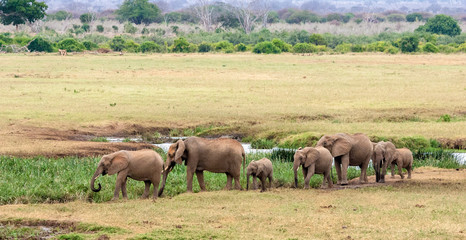 Elephants in Kenya in their natural habitat