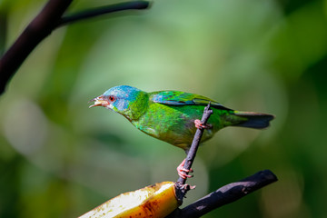 Blue dacnis perched on a branch with banana against defocused green background, Folha Seca, Brazil
