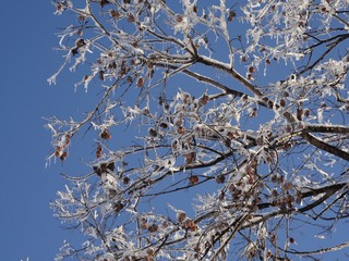 Close up of tree branches covered with ice and snow, with blue skies in the background