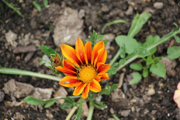 gazania orange in the garden