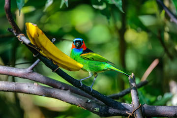 Close up of a Red-necked tanager feeding on a banana, facing camera, against defocused green background, Folha Seca, Brazil
