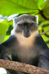 Monkey in tree in Kenya along coast.