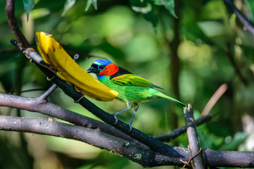 Close up of a Red-necked tanager feeding on a banana, against defocused green background, Folha Seca, Brazil