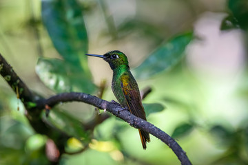Close up of a colorful Brazilian Ruby hummingbird perched on a tree branch against defocused green background, Folha Seca, Brazil