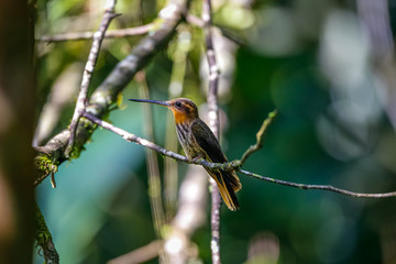 Saw-billed hermit, side view, looking left, perched on a tiny branch against defocused background, Folha Seca, Brazil