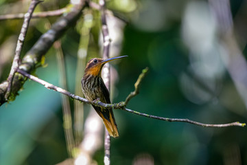 Saw-billed hermit, side view, looking right, perched on a tiny branch against defocused background, Folha Seca, Brazil