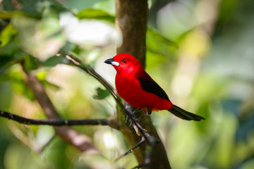 Brazilian tanager perched on a branch against green defocused background, Folha Seca, Brazil