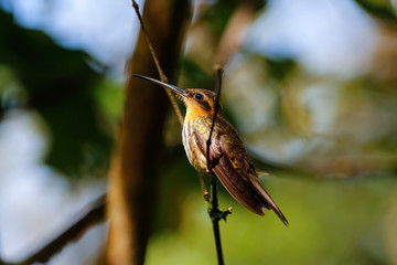 Saw-billed hermit perched in sunlight on a tiny branch against defocused background,  Folha Seca, Brazil