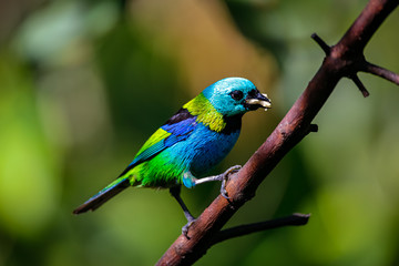 Close up of Green-headed tanager with fruit in beak perched on a branch  against defocused green background, Folha Seca, Brazil
