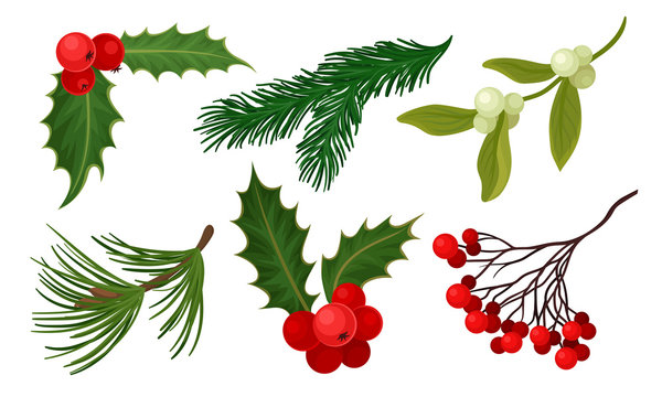 Plants for Christmas Holiday Decoration Collection, Spruce Branch, Rowan Berries, Holly Vector Illustration