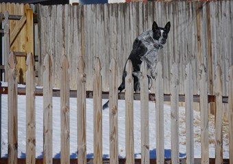 Dog jumping furiously up on the fence with snow on the ground