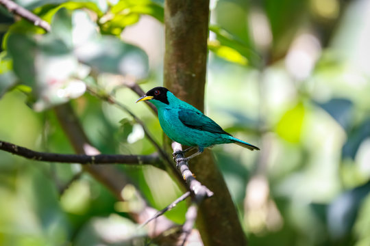 Green honeycreeper, side view, perched on a branch against defocused background, Folha Seca, Brazil