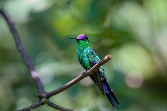 Violet-capped woodnymph perched on a branch against defocused green background, Folha Seca, Brazil