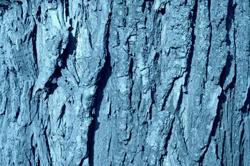 Texture of the bark of an old tree close-up. Natural background blue color toned