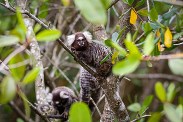 Common marmosets climbing in a green leaved tree, one is facing camera, Paraty, Brazil
