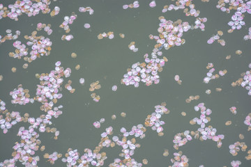 Fototapeta na wymiar Pink cherry blossoms isolated on water background.