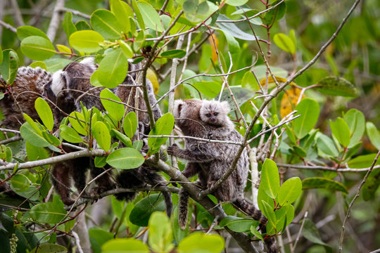 Group of Common marmosets climbing in a green leaved tree, one with a baby on the back, Paraty, Brazil