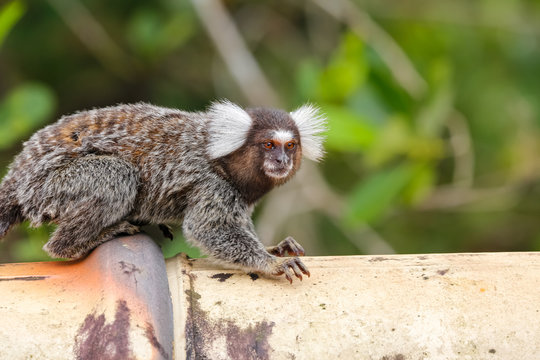 Common marmoset sitting on a pipe, facing camera, against green background, Paraty, Brazil