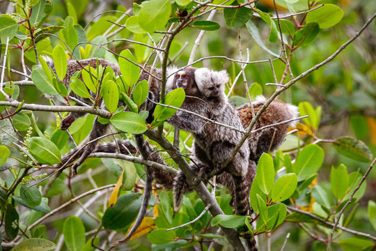 Group of Common marmosets climbing in a green leaved tree, one with a baby on the back, Paraty, Brazil