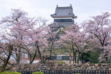 Matsumoto Castle During Cherry Blossom