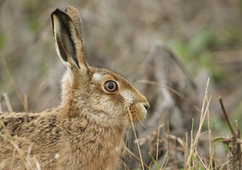 A head shot of a beautiful Brown Hare, Lepus europaeus, in a field in the UK.