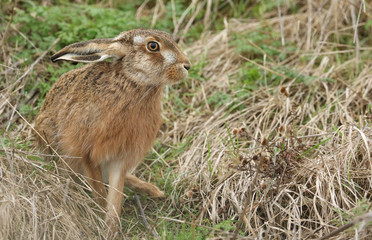 Naklejka na ściany i meble A beautiful Brown Hare, Lepus europaeus, in a field in the UK.