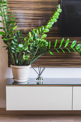 Indoor plant in modern interior against brown striped wall. Home Floriculture