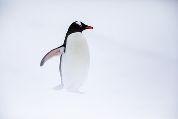 Gentoo penguin in the ice and snow of Antarctica