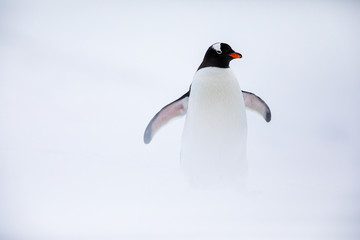 Gentoo penguin in the ice and snow of Antarctica