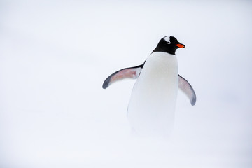 Gentoo penguin in the ice and snow of Antarctica