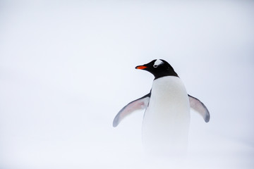 Gentoo penguin in the ice and snow of Antarctica