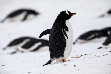 Gentoo penguin in the ice and snow of Antarctica
