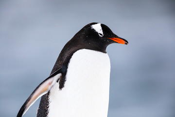 Gentoo penguin in the ice and snow of Antarctica