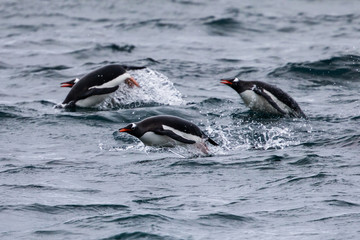 Group of gentoo penguins jumping in the water in Antarctica