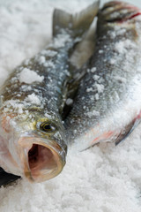 Raw sea bass on salty background. Healthy eating ingredient