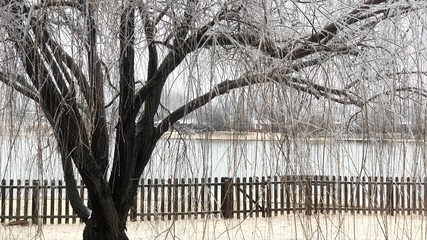 Cropped shot of a willow tree with the branches and twigs all coated with ice, witj a pond in the background.