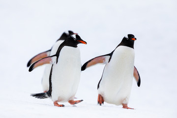 Fototapeta na wymiar Group of gentoo penguins in the ice and snow of Antarctica
