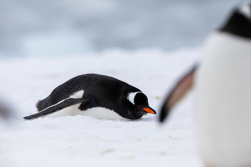 Gentoo penguin in the ice and snow of Antarctica