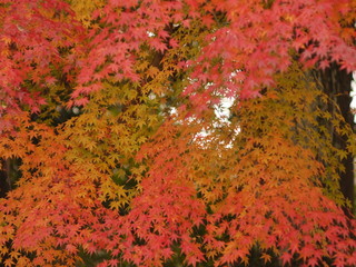 red autumn leaves