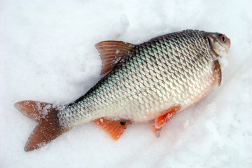 Winter fishing with ice fishing for roach